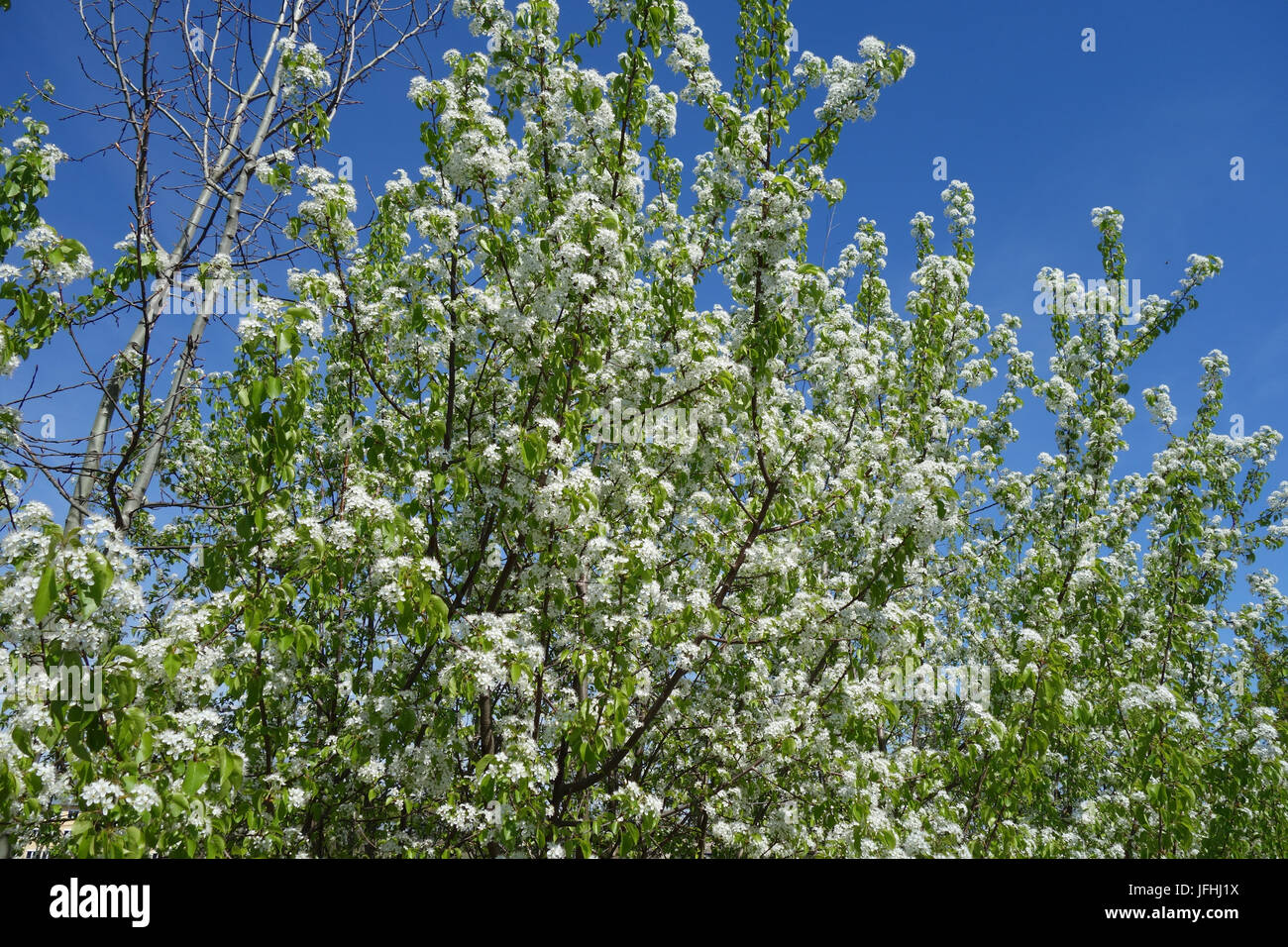 Cerisier Mahaleb Prunus mahaleb, Banque D'Images