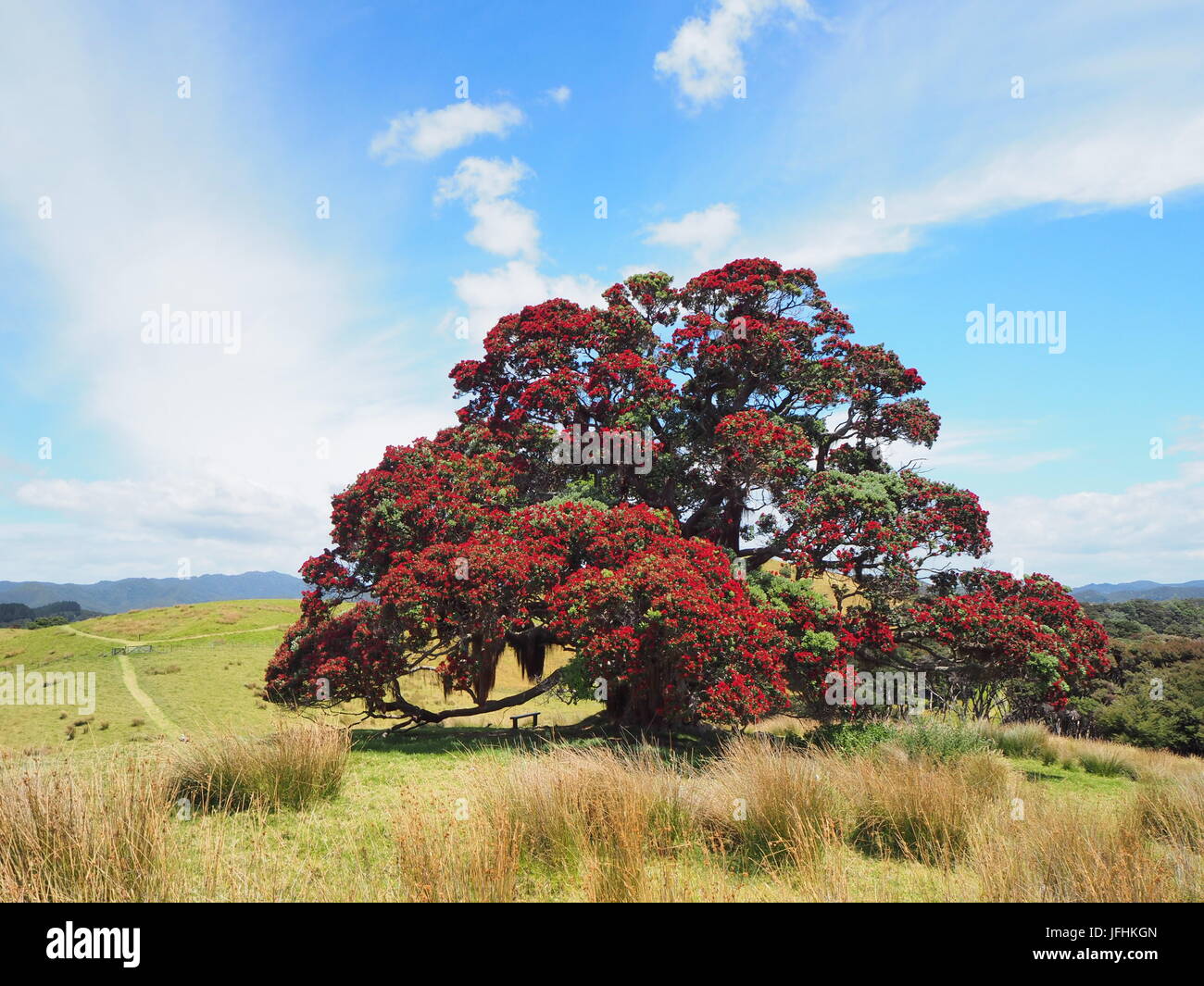 Native Pohutukawa arbre de Noël en Nouvelle-Zélande, la baie des Îles Banque D'Images