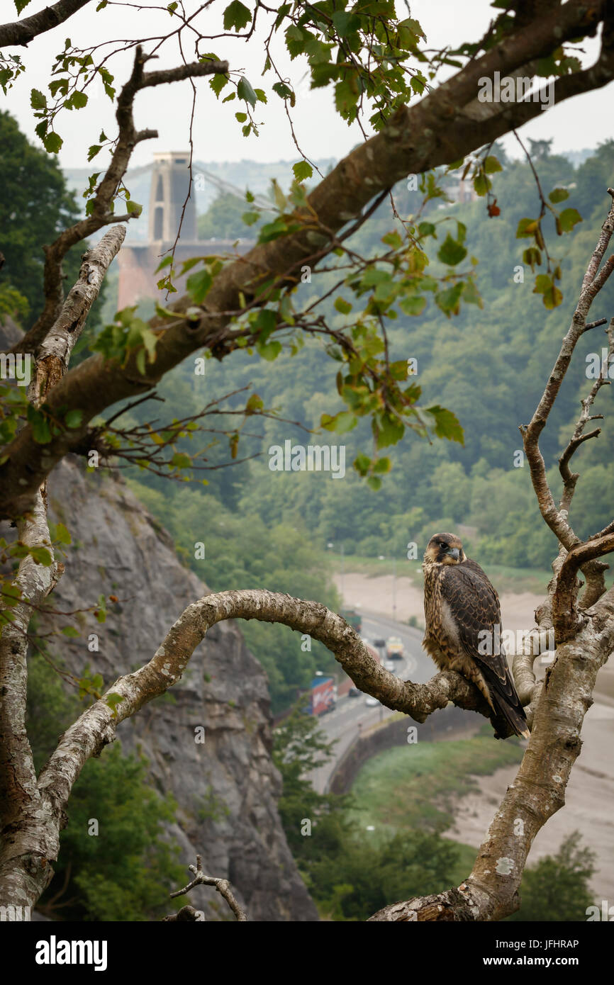 J'essaie d'obtenir une photo d'un faucon avec le pont en arrière-plan pendant un an. J'ai dû obtenir un peu trop près du bord de la falaise f Banque D'Images