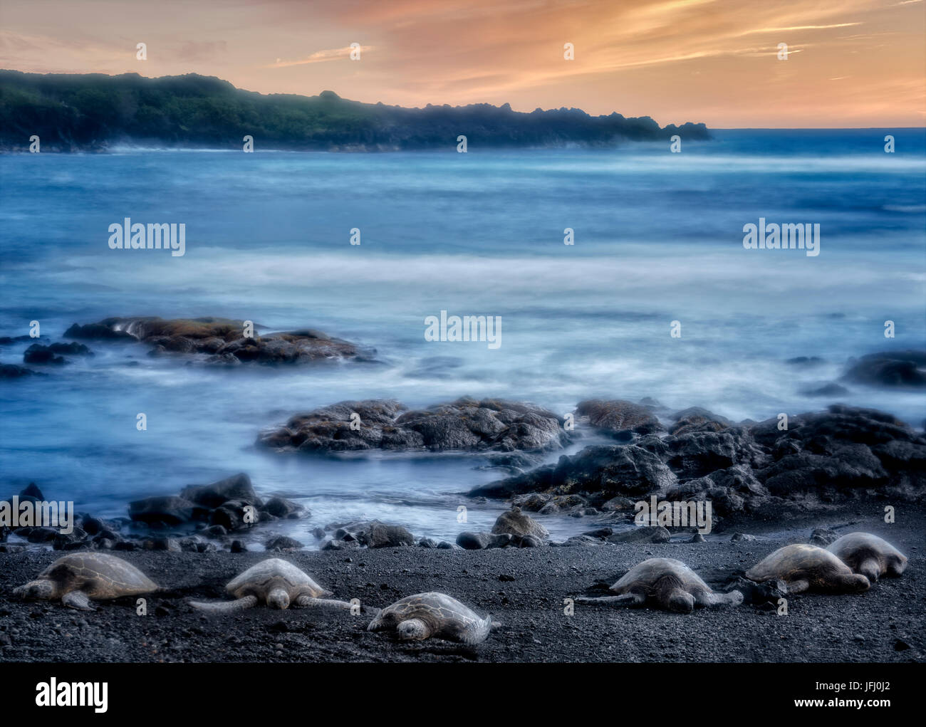Les tortues marines sur la plage au sable noir Punaluu Beach. Hawaii Island Banque D'Images