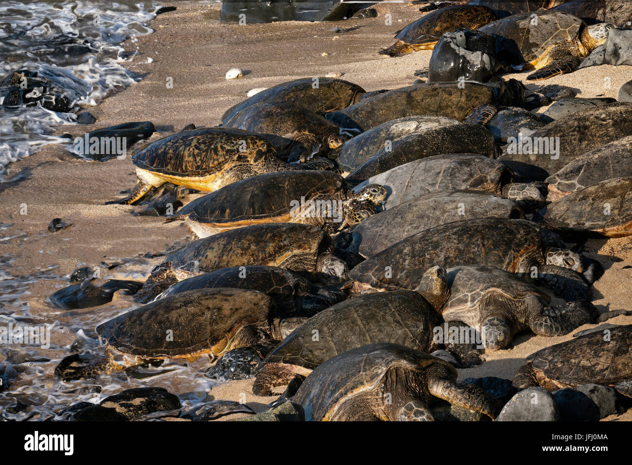 Les tortues de mer sur la plage au Hookaipa. Maui, Hawii Banque D'Images