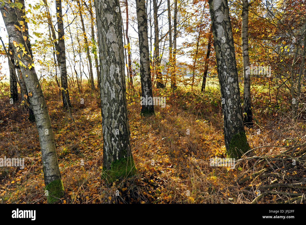 Autumnally la forêt de feuillus aux couleurs naturelles avec maintien de bouleau, de sable de bouleaux, Betula pendula Banque D'Images
