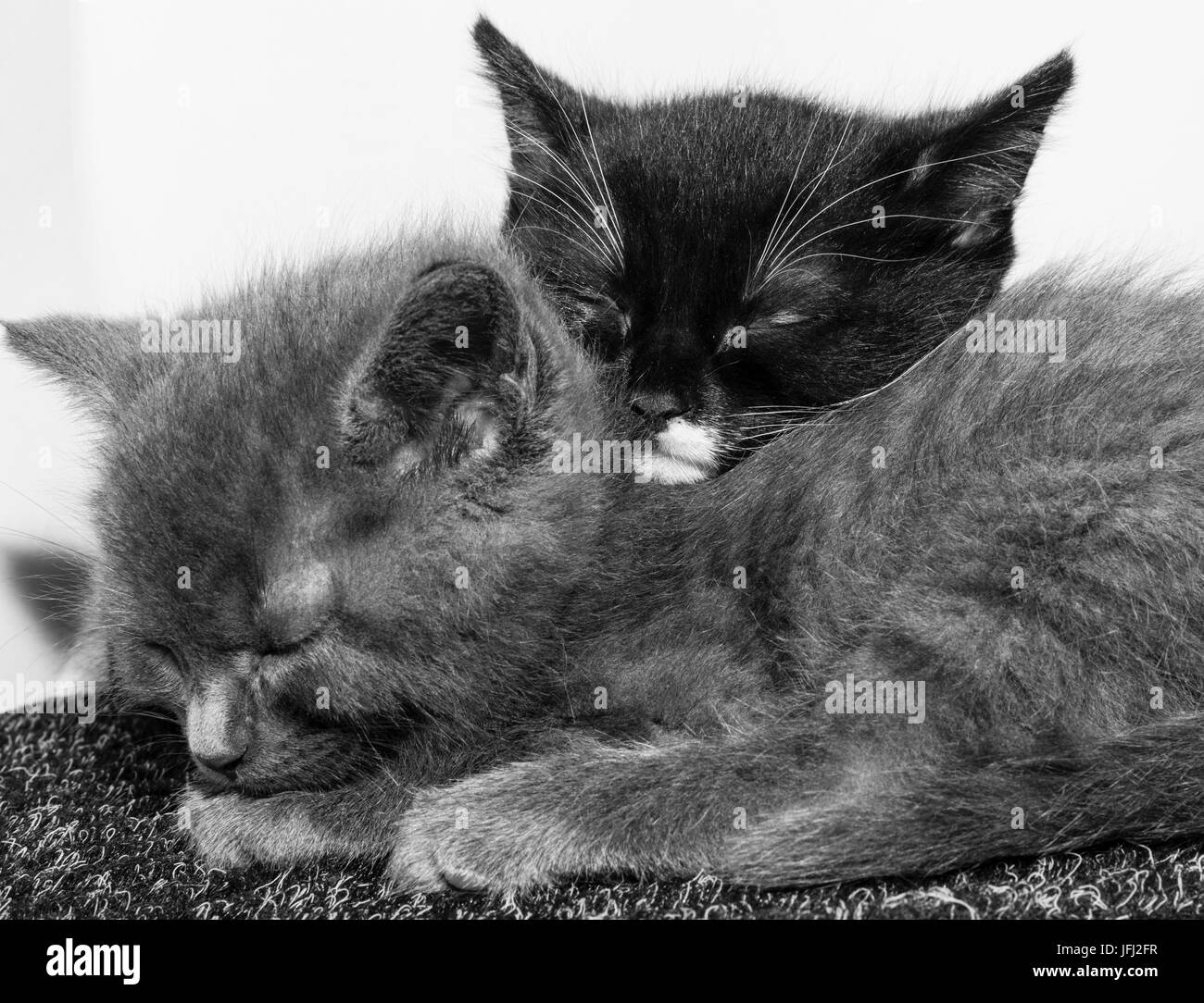 Sleeping baby cats Banque D'Images
