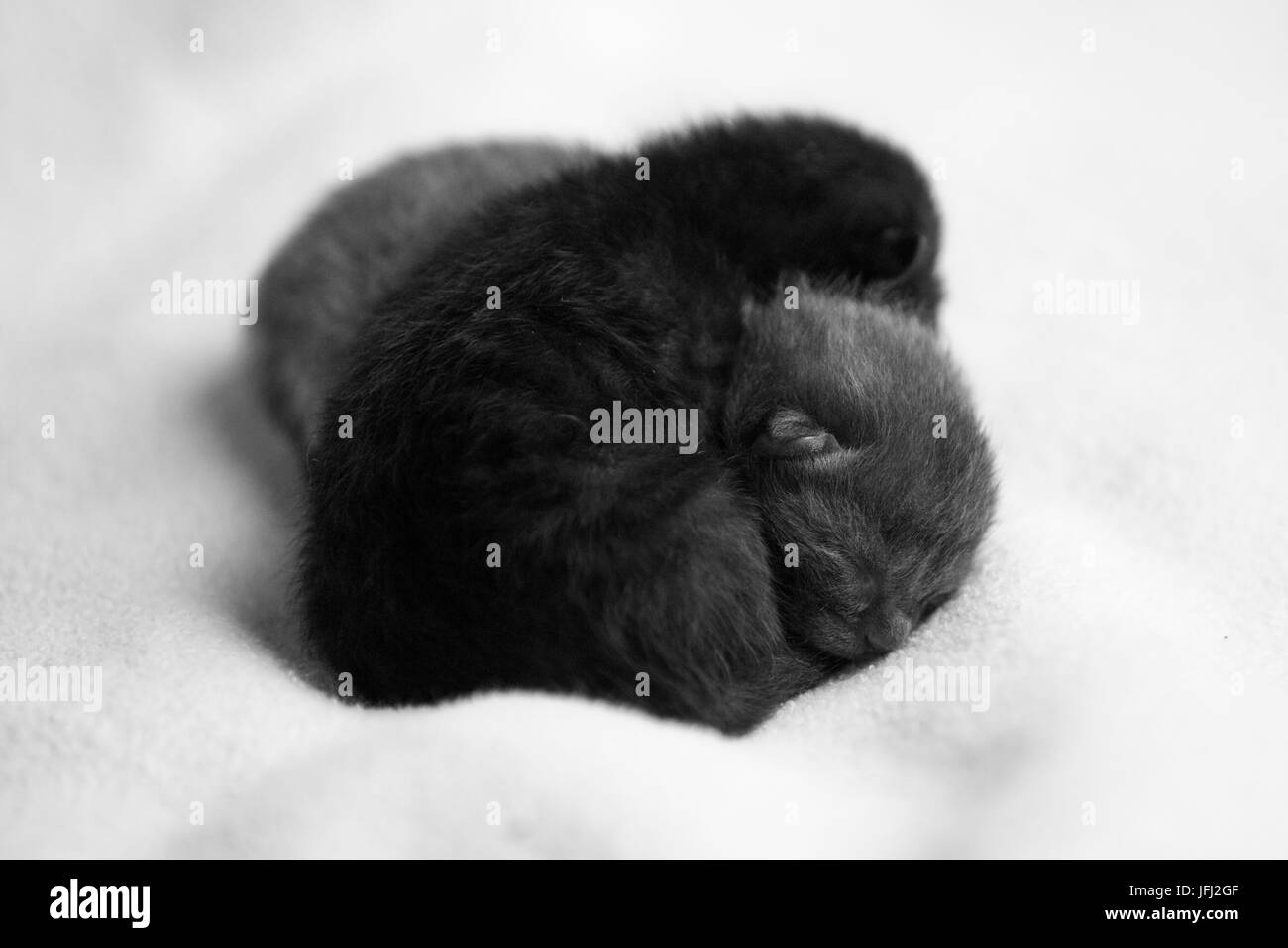 Sleeping baby cats Banque D'Images