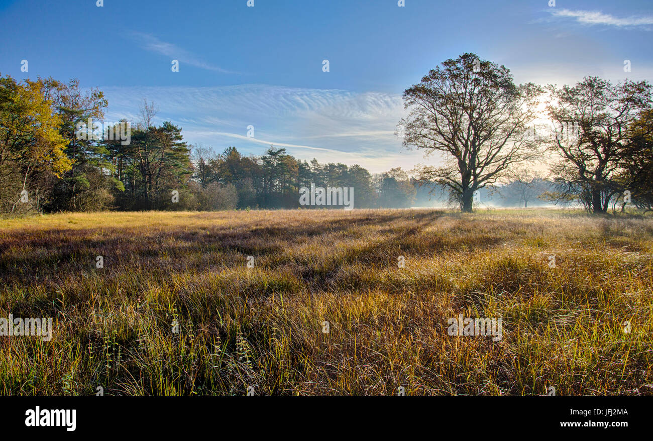 Lever du soleil dans les roseaux, arbre, bord de la forêt, roseaux meadow Banque D'Images