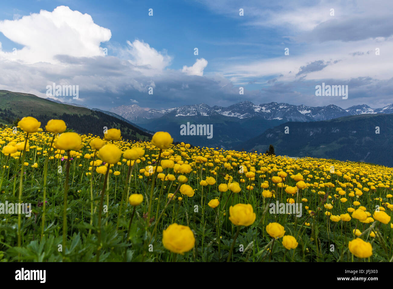 L'été en montagne dans le Schanfigg, Canton des Grisons Banque D'Images