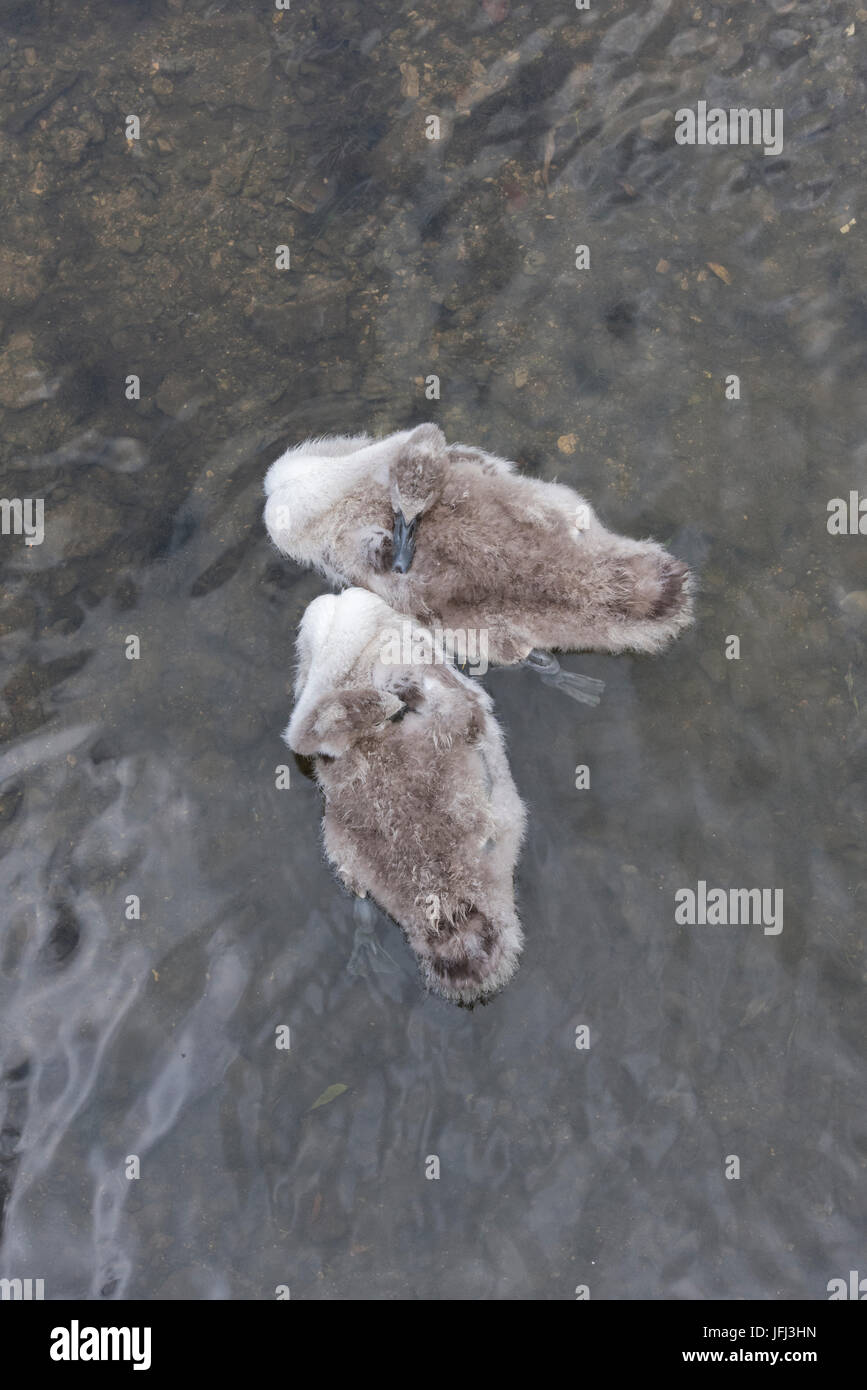 Regardant vers le bas sur deux cygnets endormi tandis que sur une rivière dans la région des Cotswolds. UK Banque D'Images