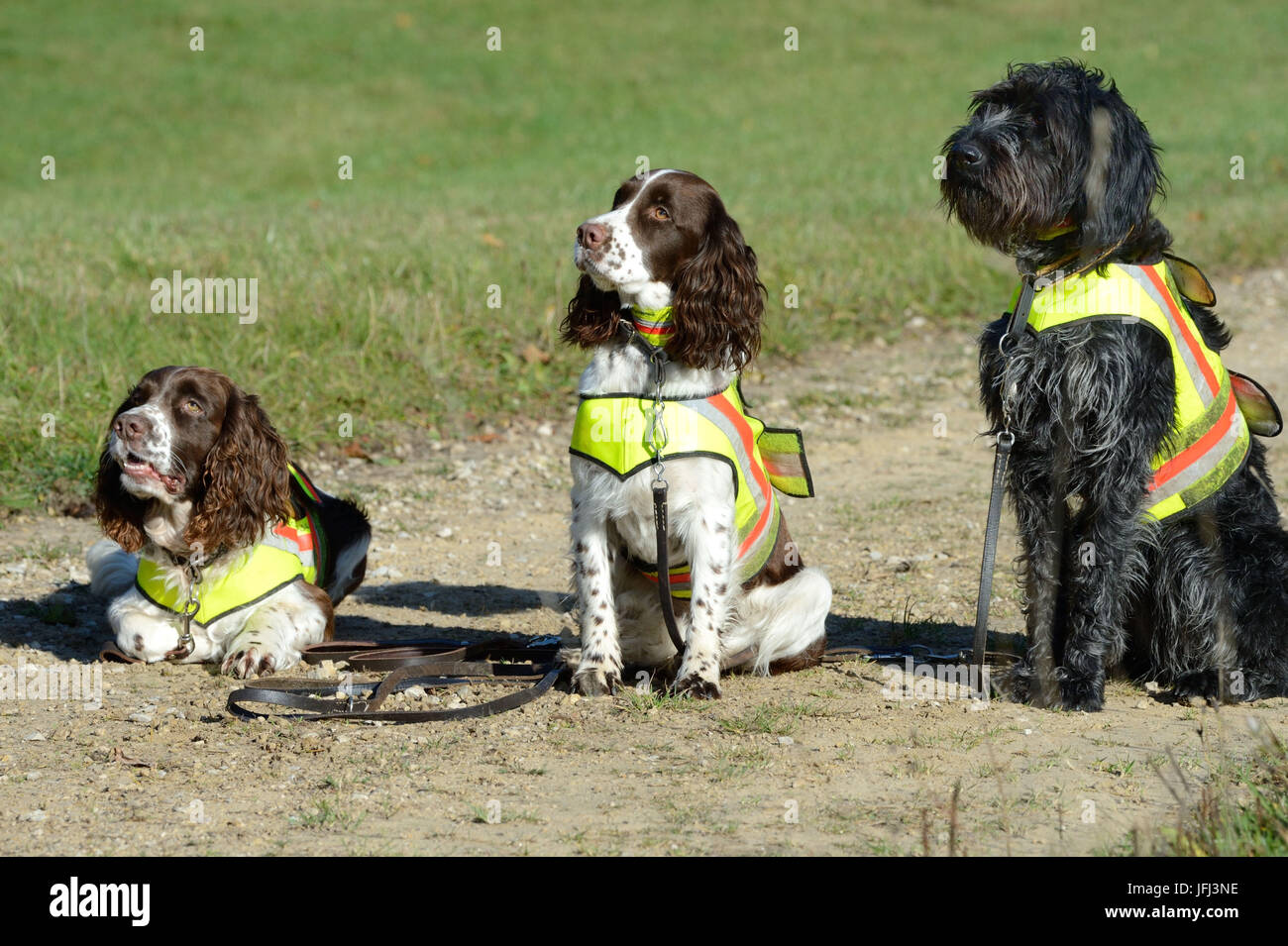 Battue d'automne sur red deer, hounds, SPRINGER SPANIEL avec braque allemand Banque D'Images