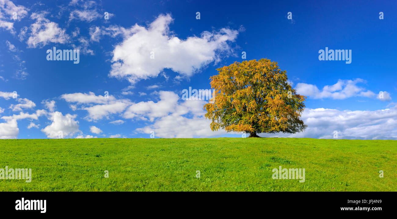 Gros hêtre sur le pré comme un seul arbre dans l'Allgäu Banque D'Images