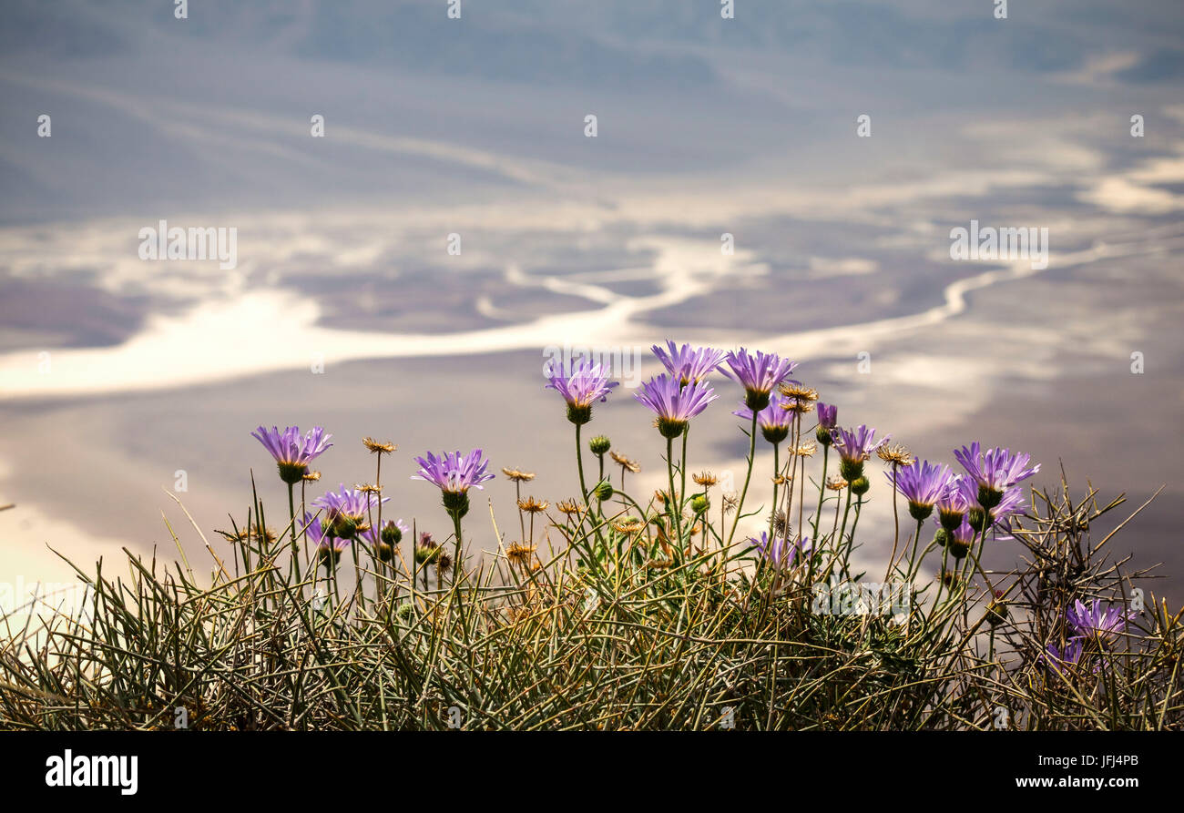 Fleurs, désert de Mojave, la vallée de la mort Dante's view, aux Etats-Unis, Californie, Badwater Basin Banque D'Images