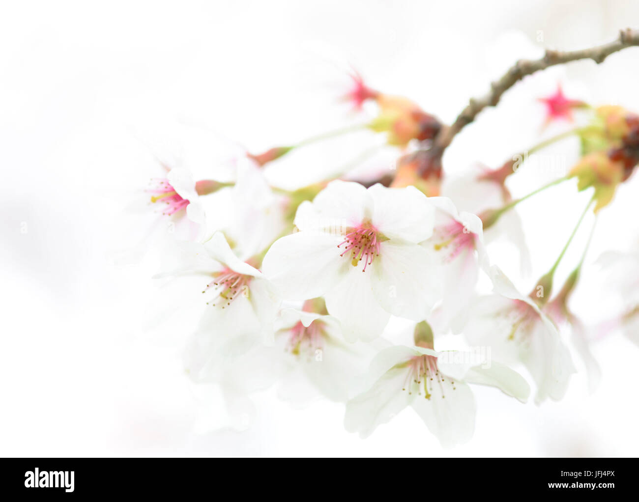 Blossoming cherry fork, high key Banque D'Images