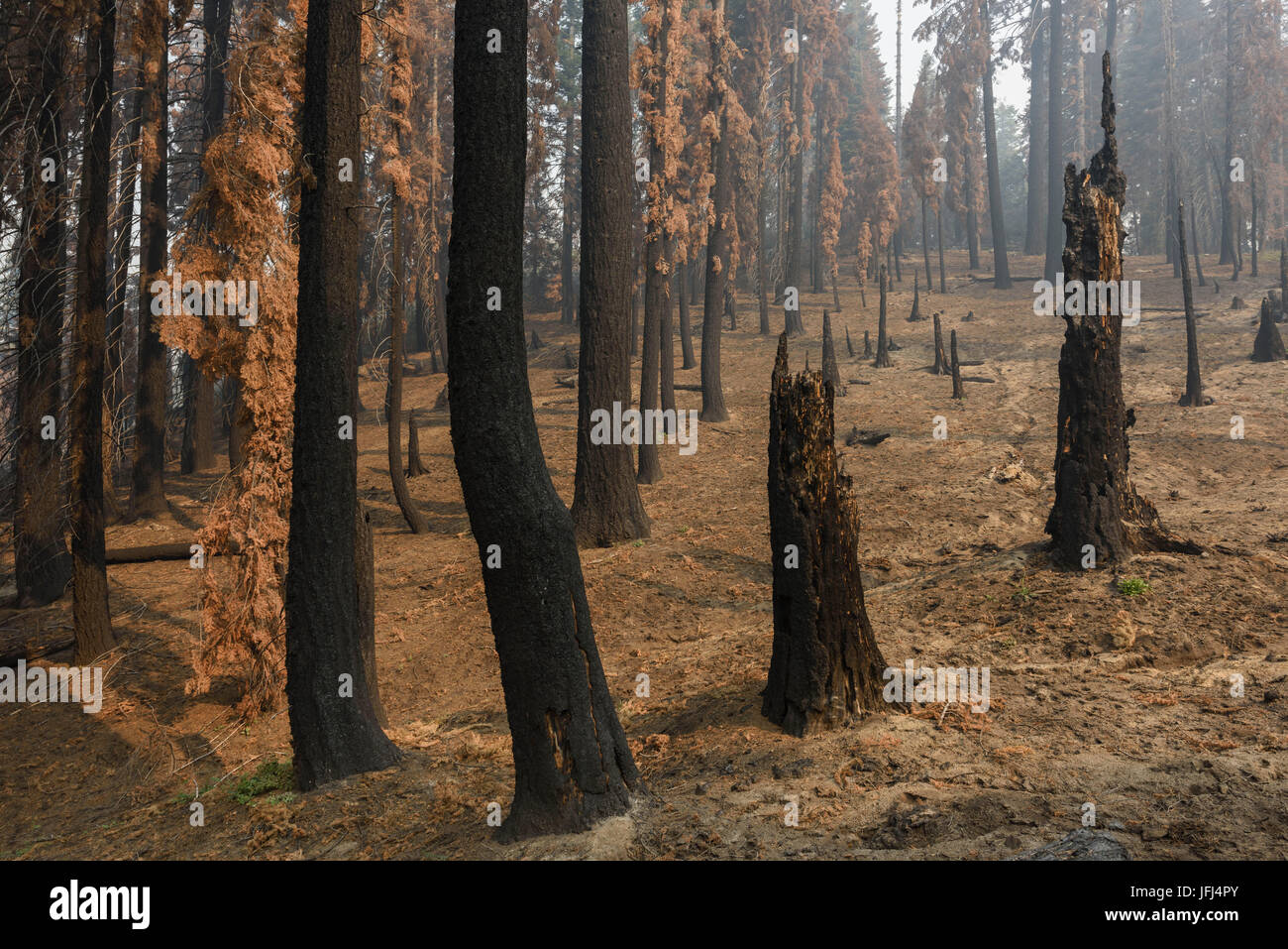 Les arbres après un incendie de forêt dans le King's canyon national park, Californie, ETATS UNIS Banque D'Images