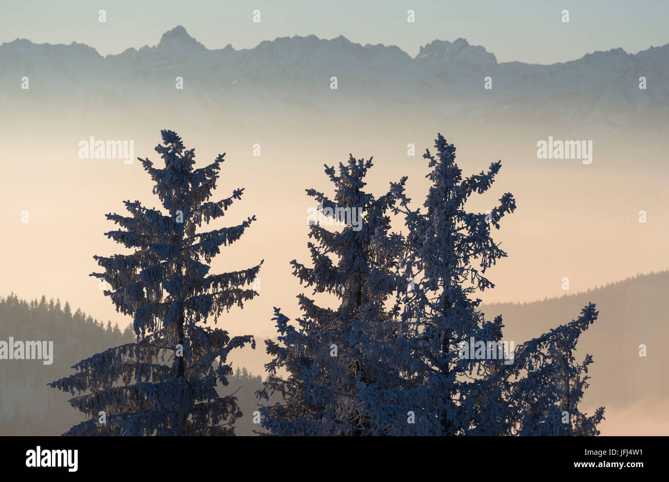 Arbres, pastel le lever du soleil, Suisse, Appenzell Banque D'Images