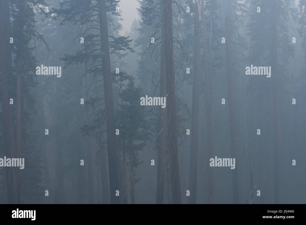 Séquoias dans le brouillard, les États-Unis, Californie, King's canyon national park Banque D'Images