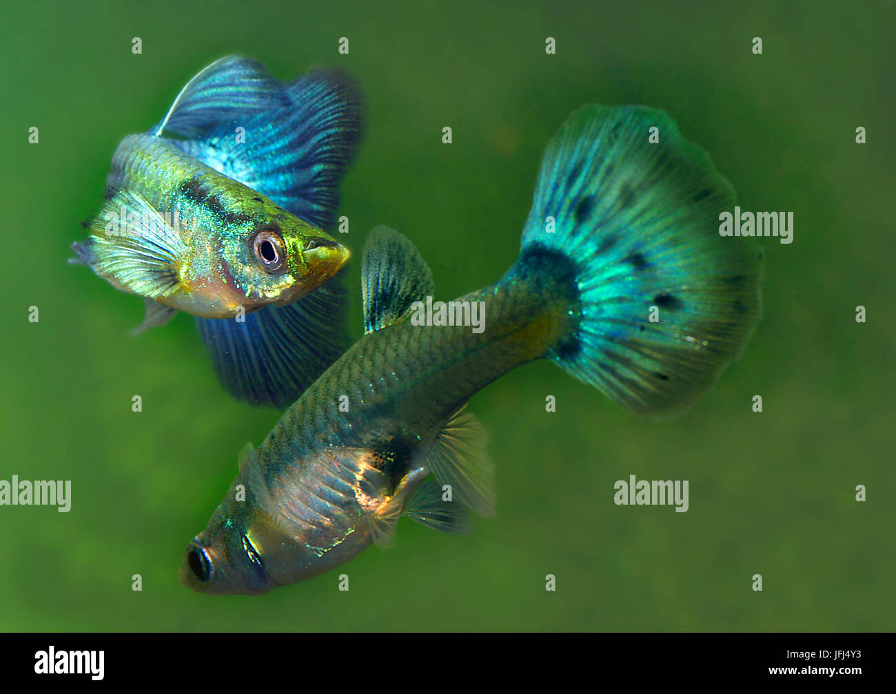 Guppy, guppy, poissons d’aquarium, l’Amérique du Sud. Parade nuptiale