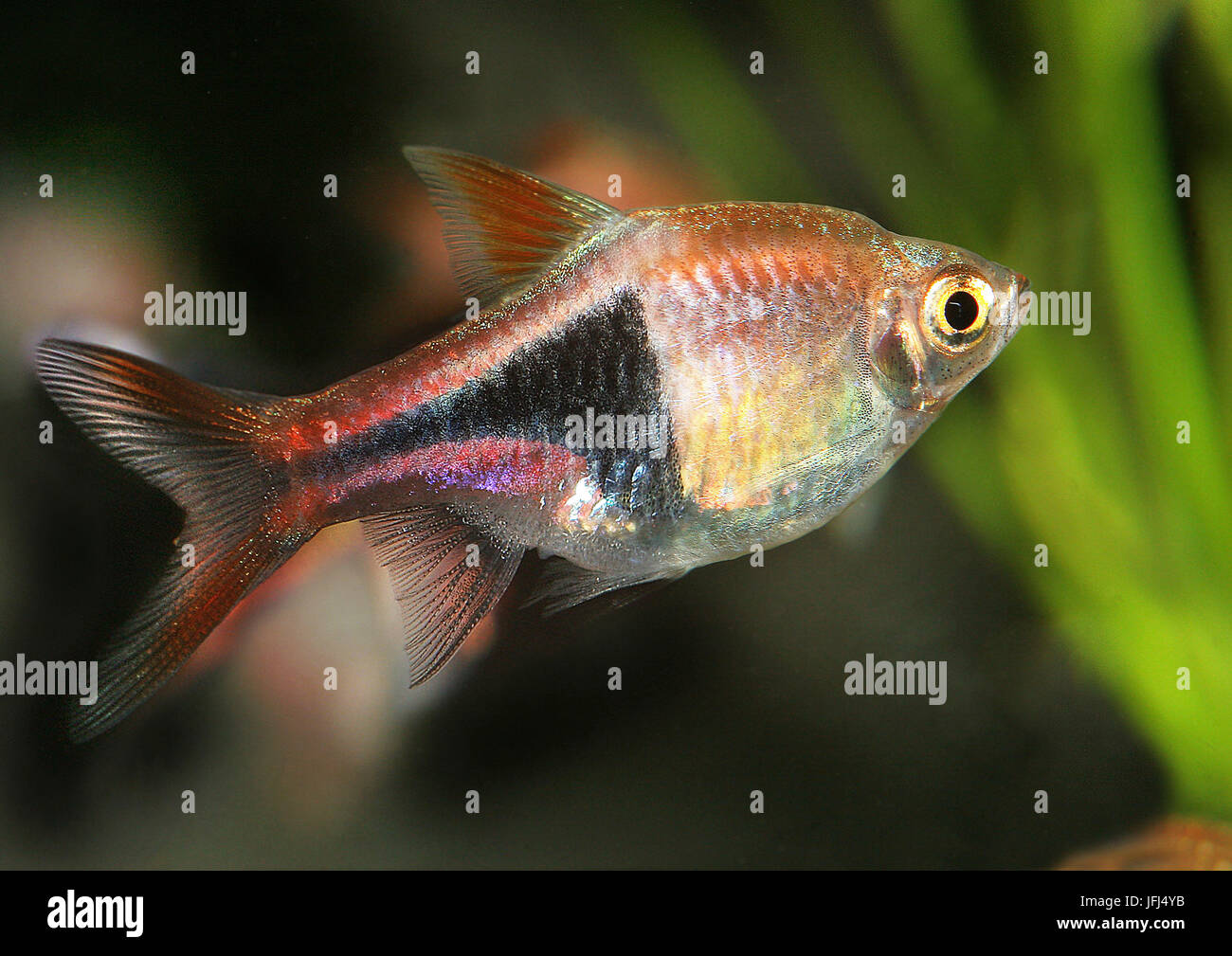 Rasbora arlequin, Arlequin, rasbora Rasbora heteromorpha, Malaisie, Sumatra, Thaïlande Banque D'Images