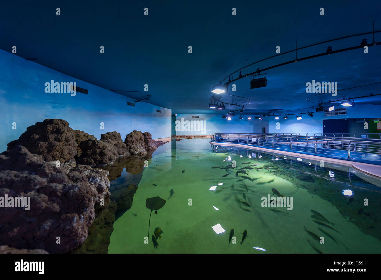 Saoudite, péninsule arabique, du golfe Persique, les Émirats arabes unis (VAE), Schardscha / Sharjah, Maritime Museum, aquarium Banque D'Images