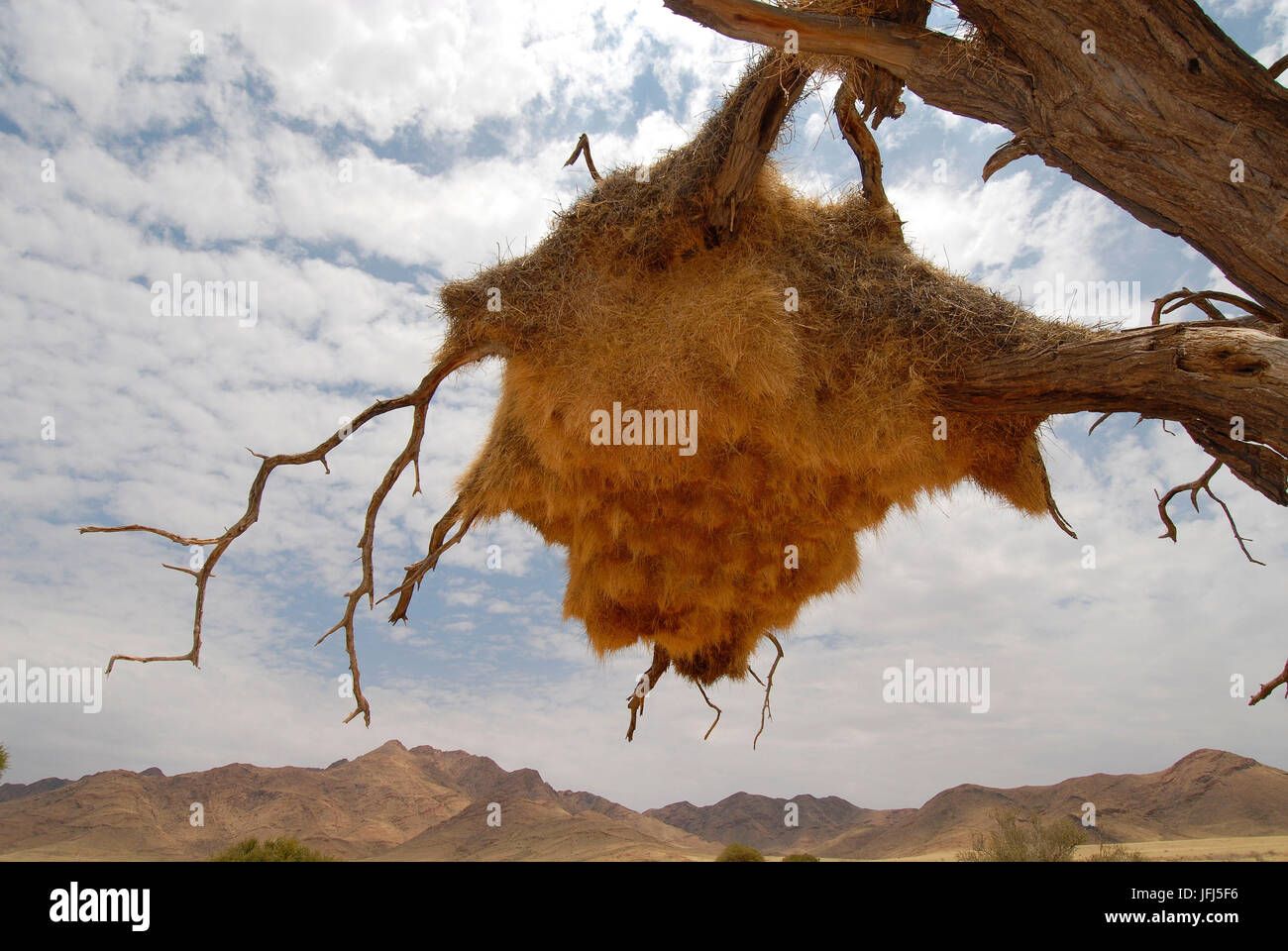L'Afrique, la Namibie, NamibRand Nature Reserve, Wolwedane safari, arbre, weaver bird nest Banque D'Images