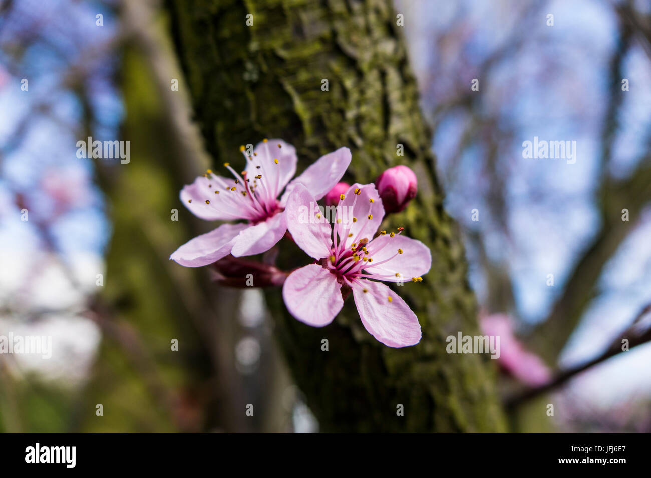 Les fleurs rose cerise ornement japonais, Close up, Prunus serrulata Banque D'Images