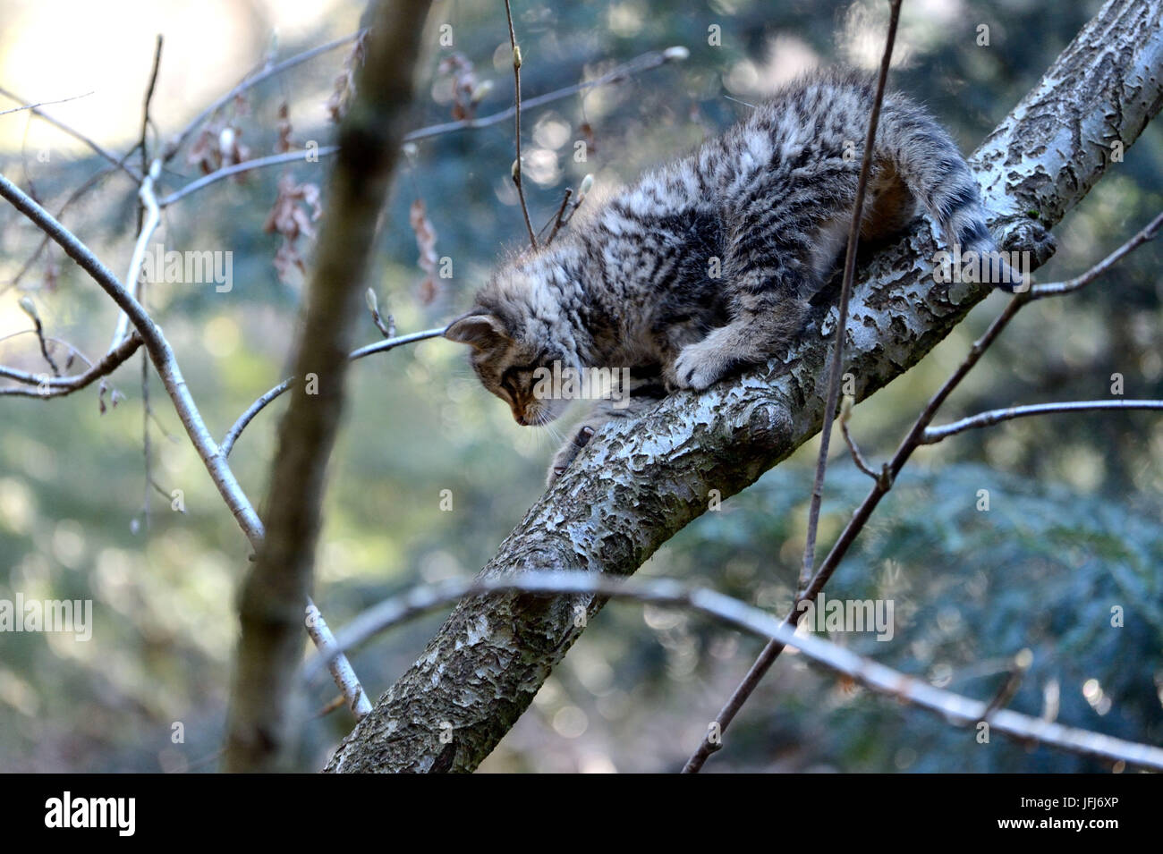 Wildcat, jeune animal grimpe sur un tronc Banque D'Images