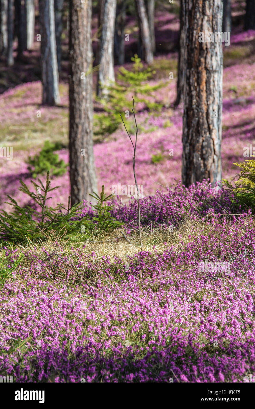 Fleurs colorées au printemps dans les bois près de Bagni Vecchi Bormio La Valteline Lombardie Italie Europe Banque D'Images