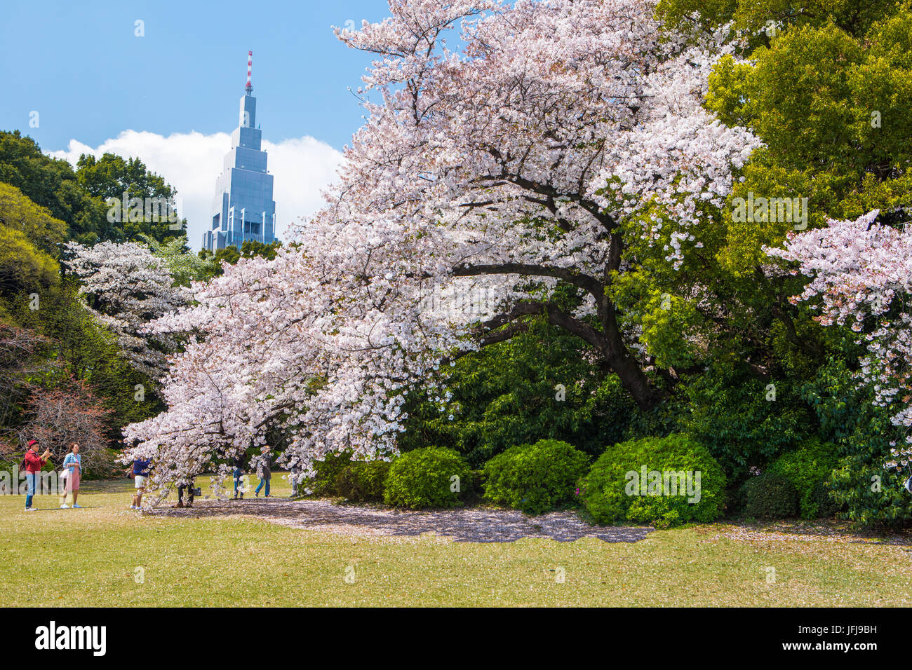 Le Japon, la ville de Tokyo, shinjuku, Shinjuku district Gyoen-Park, fleurs de cerisier Banque D'Images