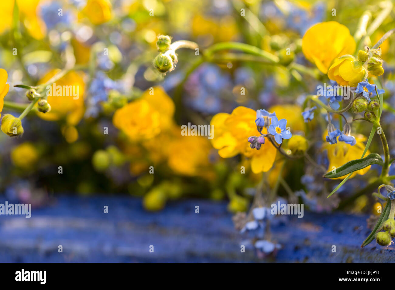 Meadow fleurs dans un pot bleu, still life, renoncule et forget-me-fleurs pas Banque D'Images