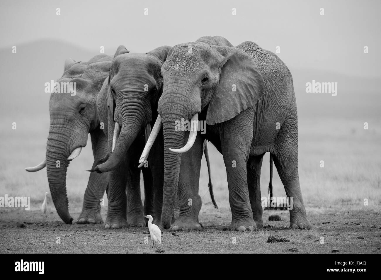 Le parc d'Amboseli, Kenya, Afrique trois éléphants pris dans le lac du parc Amboseli Banque D'Images