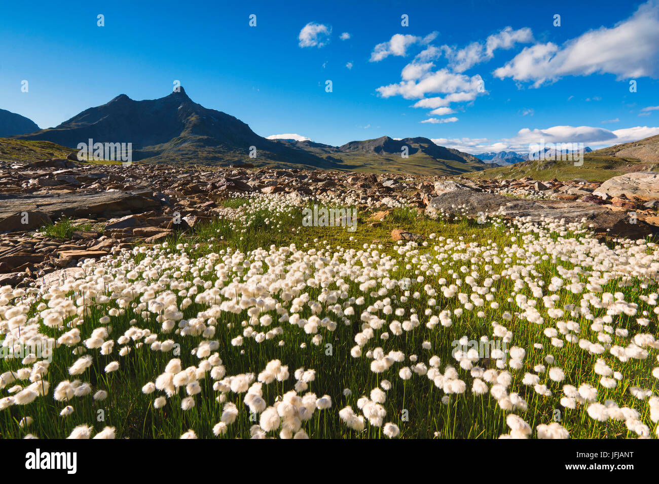 La prolifération d'herbe à coton de Gavia, province de Brescia, Lombardie, Italie, Banque D'Images