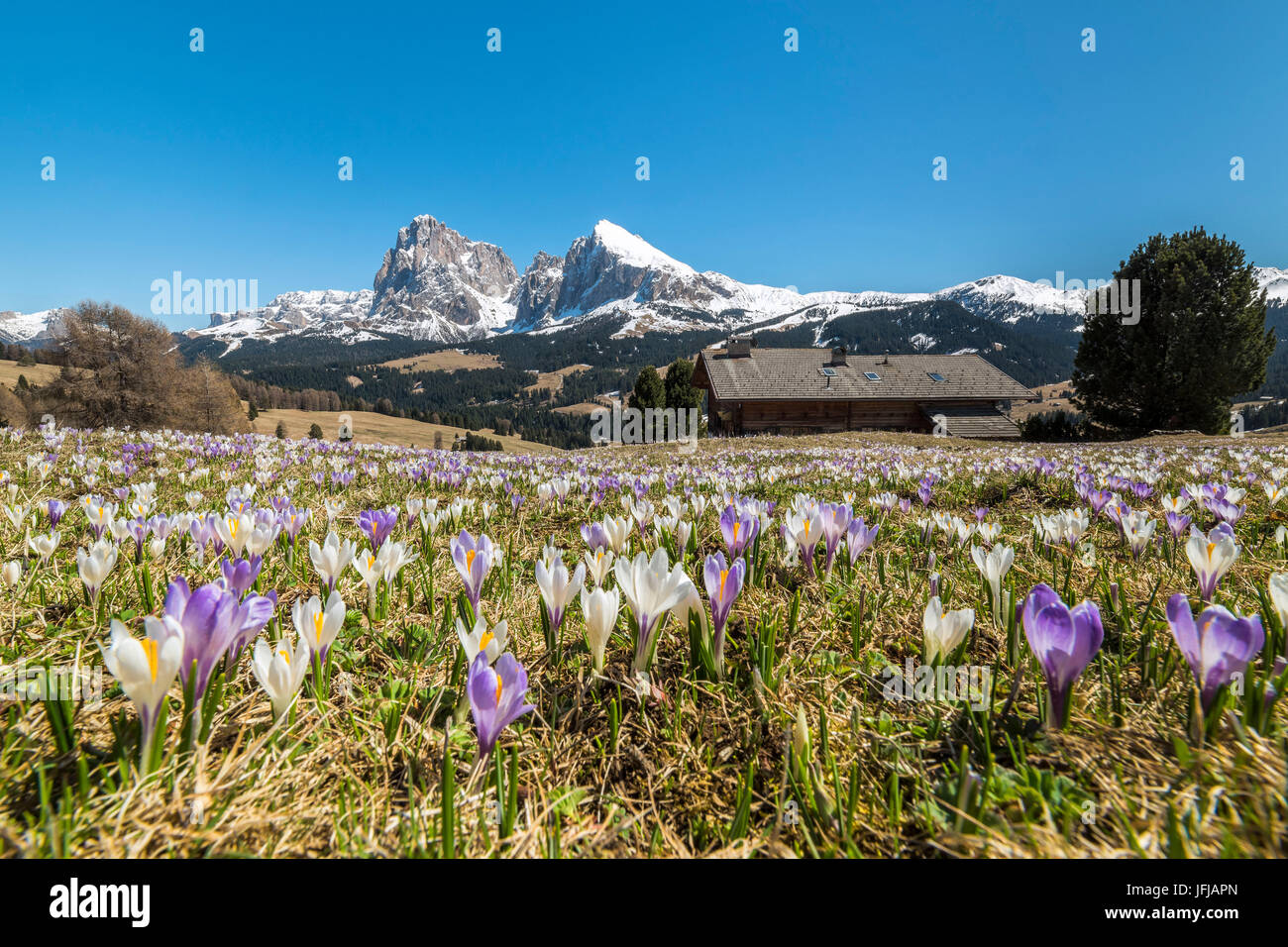 Alpe di Siusi / Seiser Alm, Dolomites, Tyrol du Sud, Italie, le crocus au printemps fleurissent sur l'Alpe di Siusi / Seiser Alm Banque D'Images