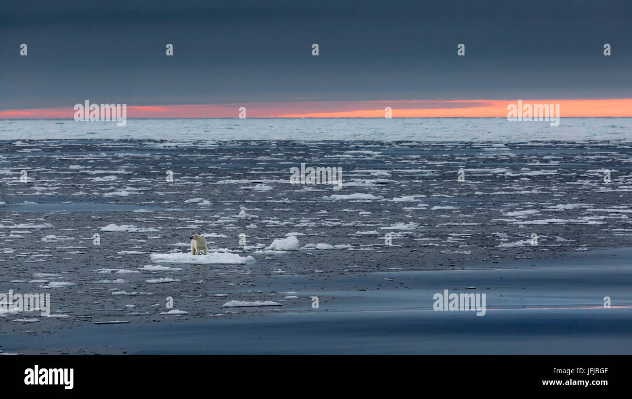 Un ours polaire sous un ciel de coucher du soleil dans la glace au large du nord de l'île de Spitsbergen déposée se dresse sur un floe, Svalbard, Norvège Banque D'Images