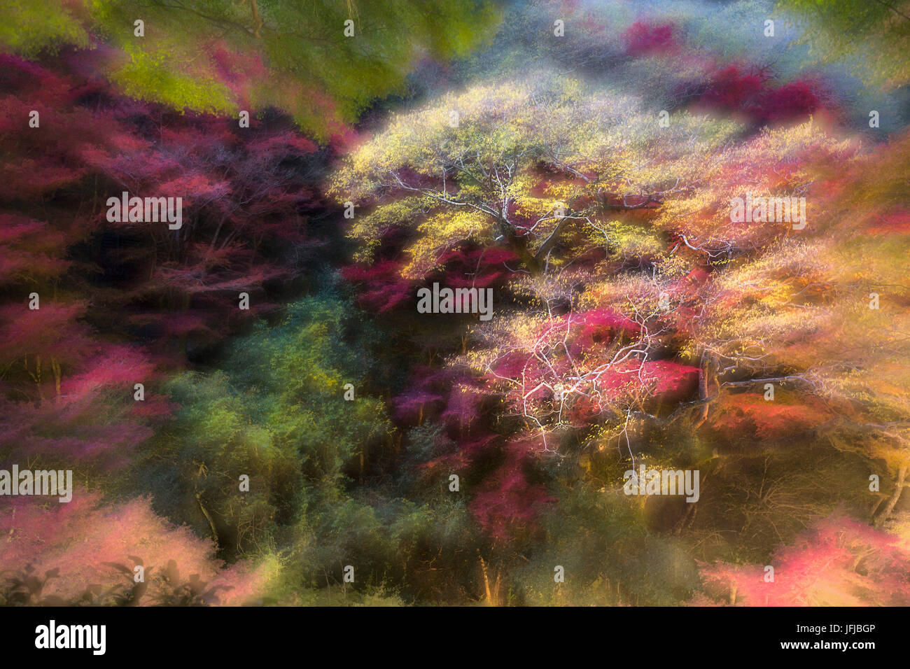 Une forêt japonaise dans la préfecture d'Osaka représenté à l'automne en faisant varier la distance focale dans une longue exposition Banque D'Images