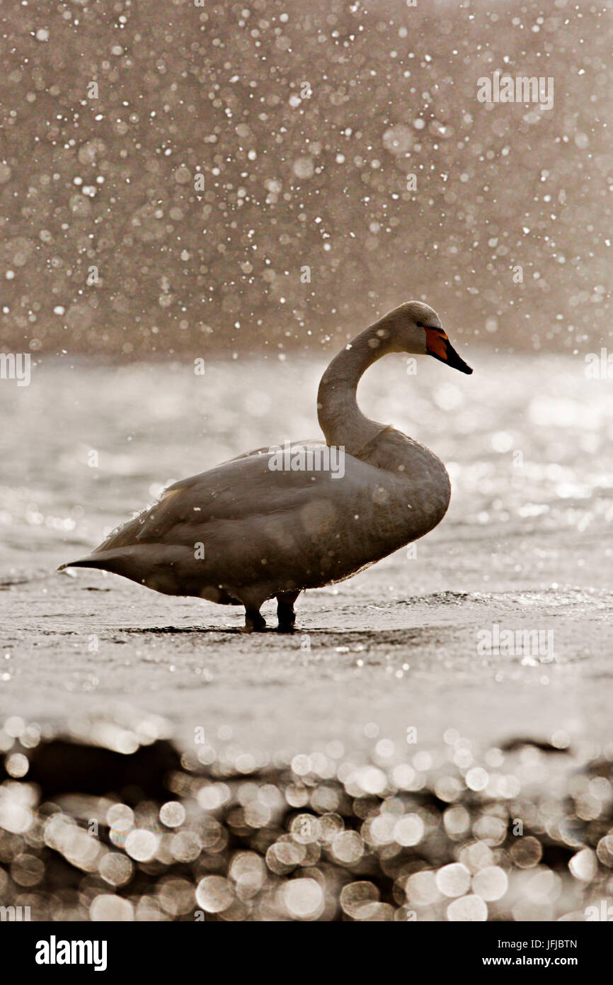 Un cygne chanteur dans la neige dans l'arrière-light, lac Mashu Banque D'Images