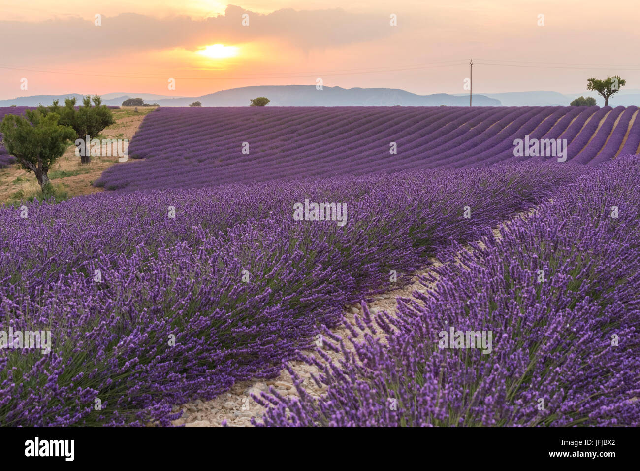 Coucher du soleil dans un champ de lavande près de Valensole, Alpes de Haute Provence, Provence-Alpes-Côte d'Azur, France, Banque D'Images