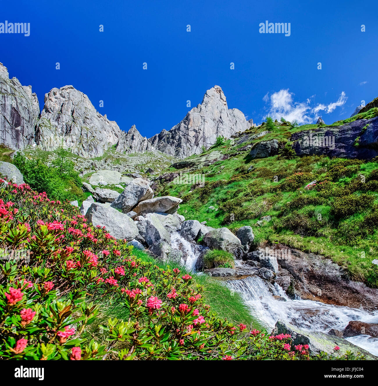 Rhododendrons en fleurs près du ruisseau qui s'écoule de Picco Luigi Amedeo en Val Torrone, Valmasino Valtellina Lombardie Italie Europe Banque D'Images