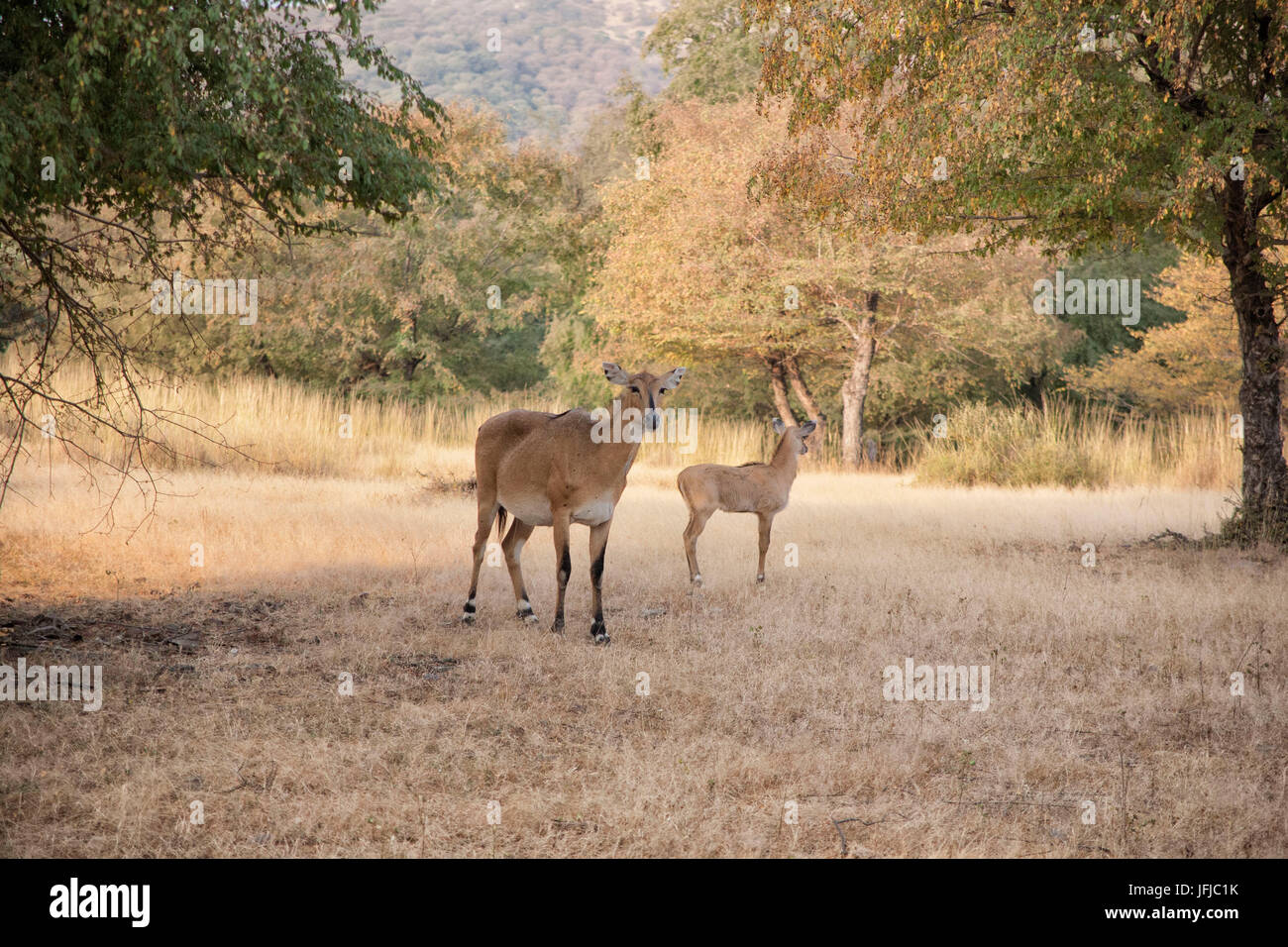 L'Asie, l'Inde, District de Sawai Madhopur, Safari Banque D'Images