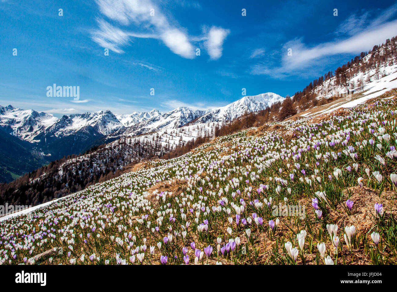 Crocus fleurissent au printemps à Alpe Culino dans Valgerola avec vue sur les pics couverts de neige, Rasura, Valgerola, Alpes Orobie, Lombardie, Italie, Europe Banque D'Images