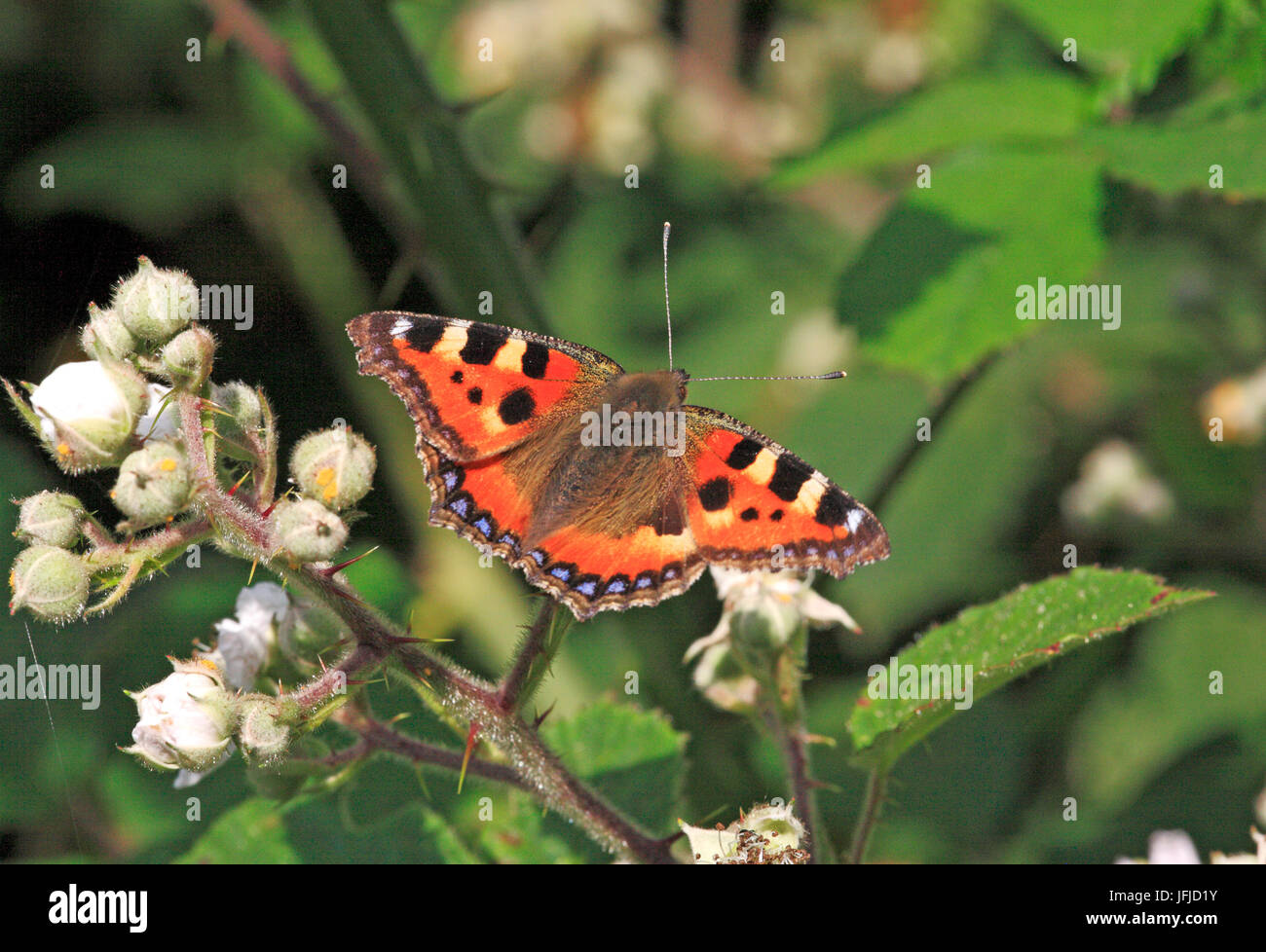 Un petit papillon écaille, aglais urticae, nectar sur ronce. Banque D'Images