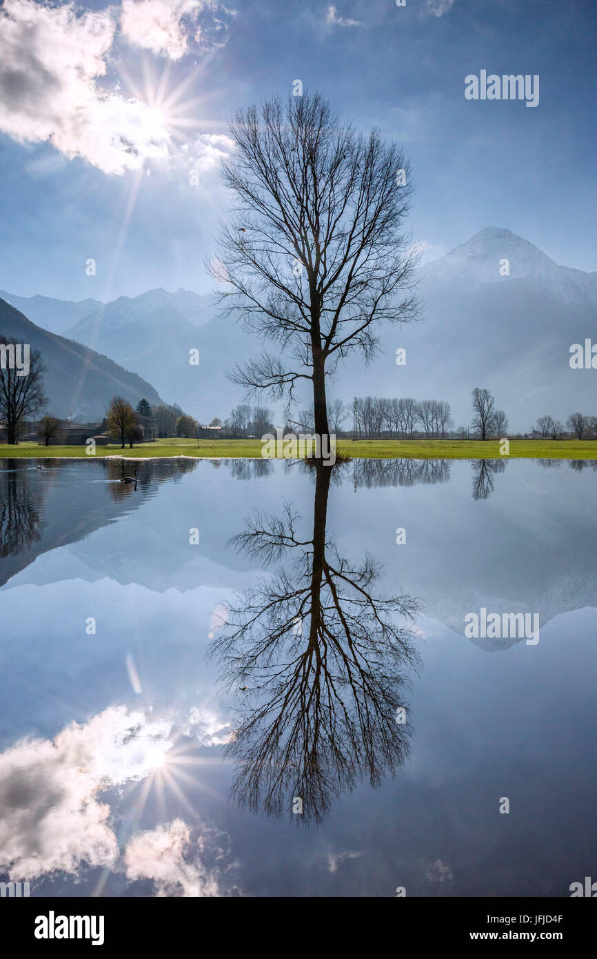 Réserve naturelle de Pian di Spagna inondé avec le Mont Legnone et arbres se reflétant dans l'eau la Valtellina Lombardie Italie Europe Banque D'Images