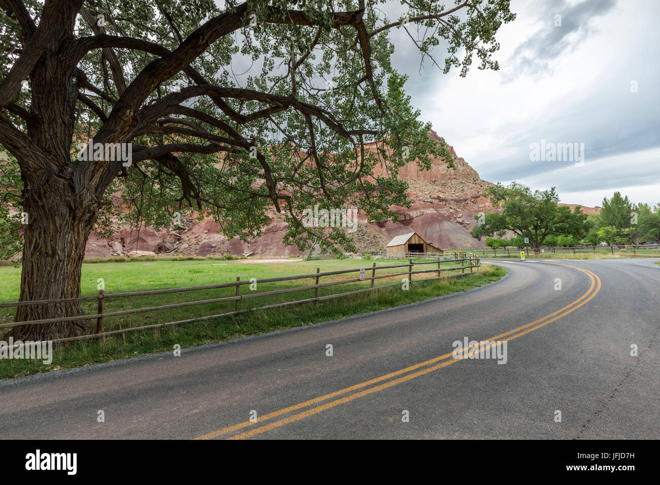 Arbre et l'ancienne grange à Fruita Ghost Town, Teasdale, Capitol Reef National Park, Wayne County, Utah, USA, Banque D'Images