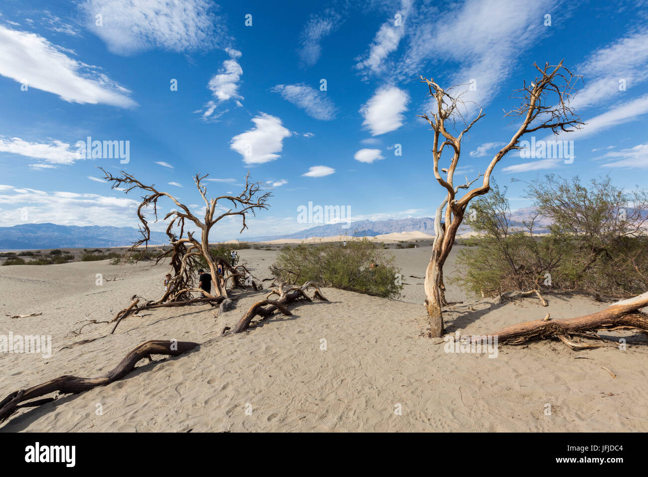 Paysage désertique avec arbres, Mesquite Flat dunes de sable, Death Valley National Park, comté d'Inyo, en Californie, USA, Banque D'Images