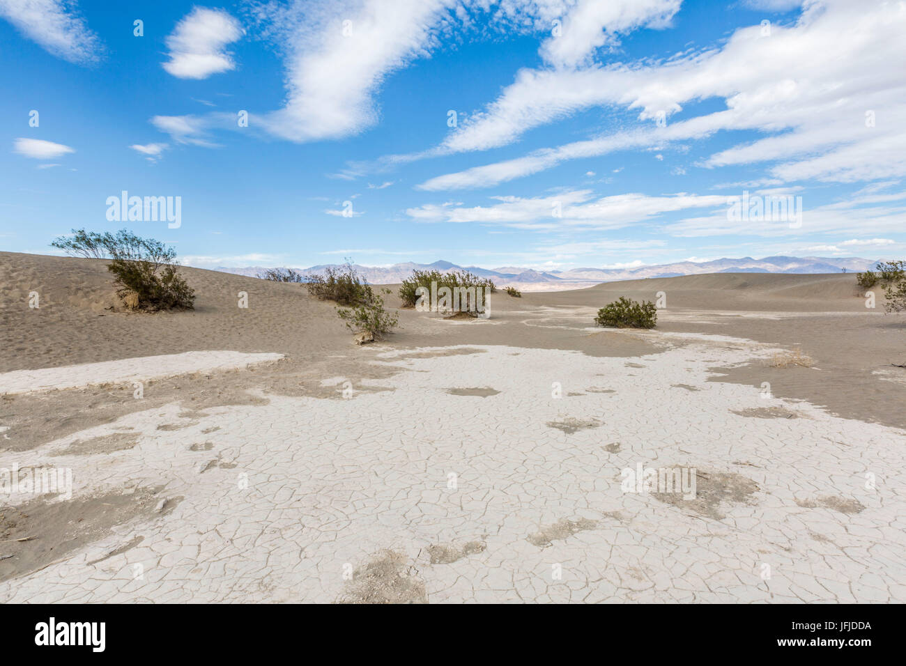 Paysage désertique avec buissons, Mesquite Flat dunes de sable, Death Valley National Park, comté d'Inyo, en Californie, USA, Banque D'Images