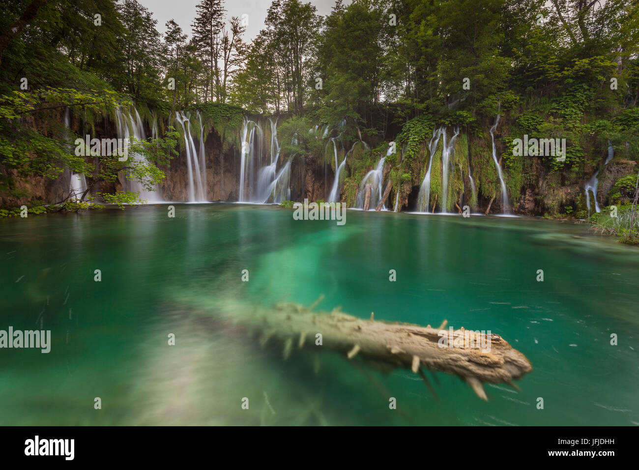 Parc National de Plitvice, Croatie, un tronc dans un lac et cascades, Banque D'Images