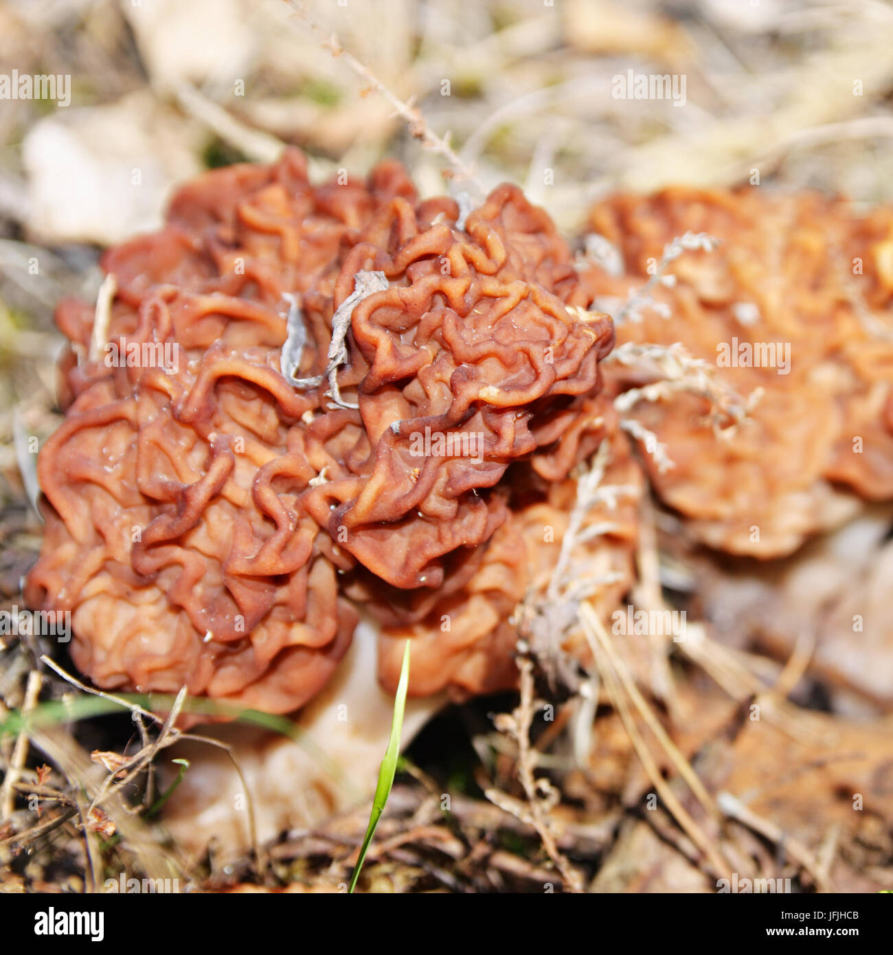 Premier Printemps champignon comestible gyromitra. Shallow DOF Banque D'Images