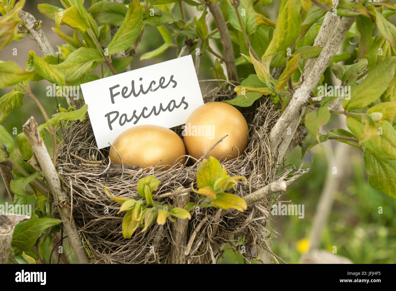 Carte de pâques avec nid d'oiseau, des oeufs d'or et de texte espagnol : Joyeuses Pâques Banque D'Images