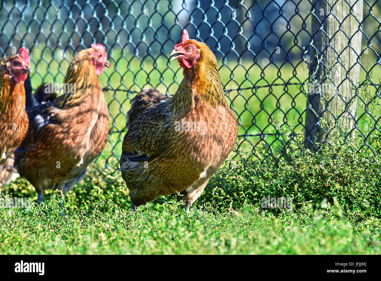 Sur des poulets de ferme avicole gamme traditionnelle Banque D'Images