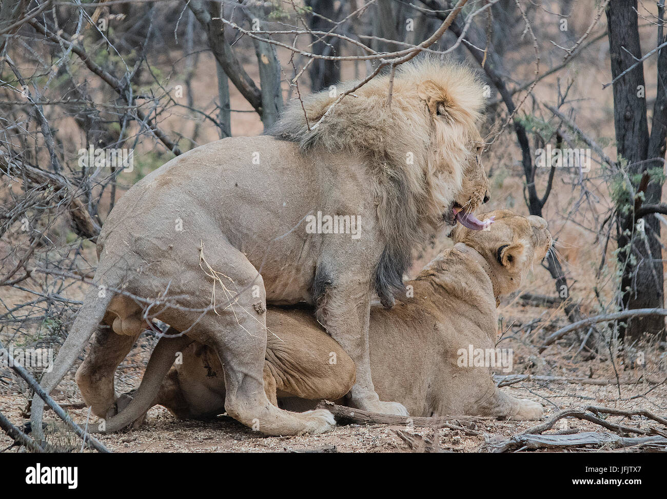 Lion dans le Parc National d'Etosha en Namibie Afrique du Sud Banque D'Images