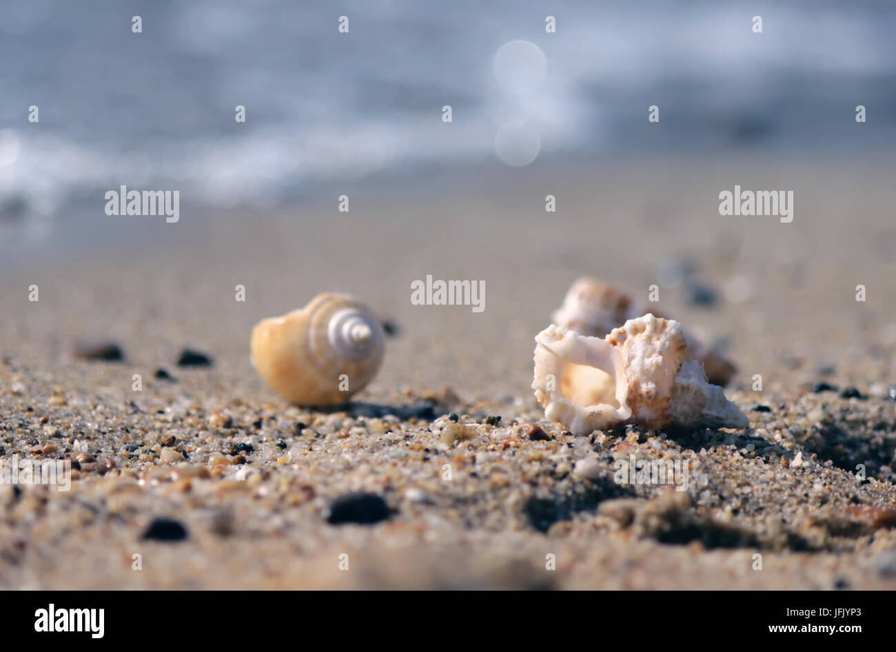 Coquillage sur la plage Banque D'Images