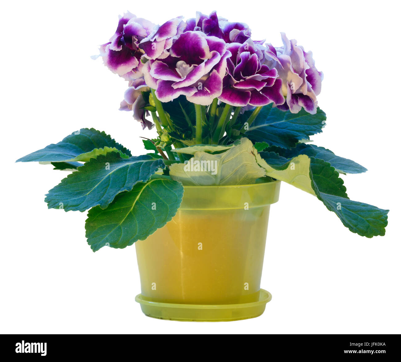 Gloxinia plante avec des fleurs violet-blanc isolated on white Banque D'Images