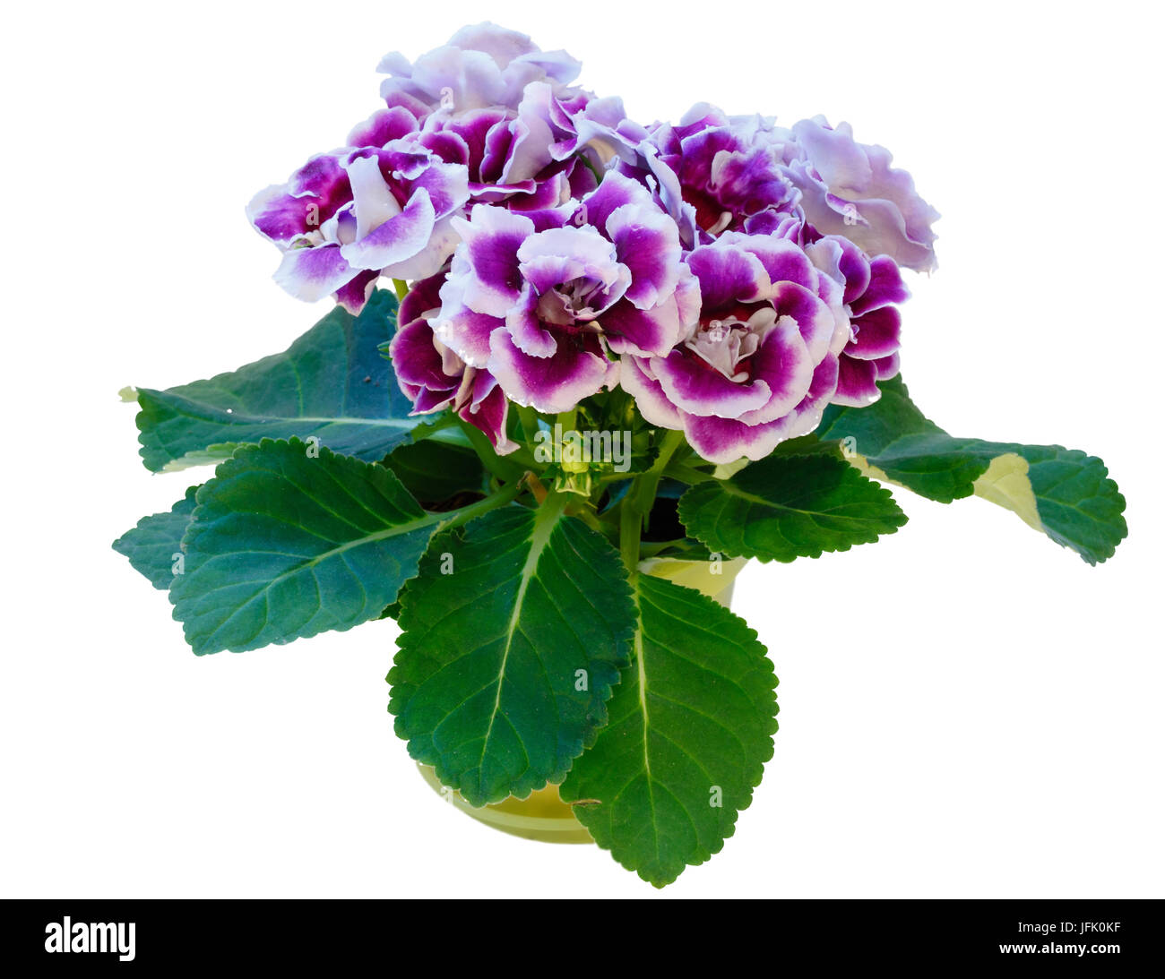 Gloxinia plante avec des fleurs violet-blanc isolé sur blanc. Banque D'Images